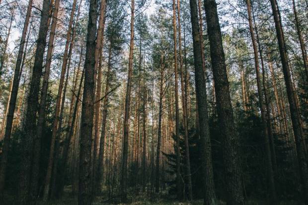 Лес вокруг Сероводородных озёр в Калужской области вошёл в границы памятника природы