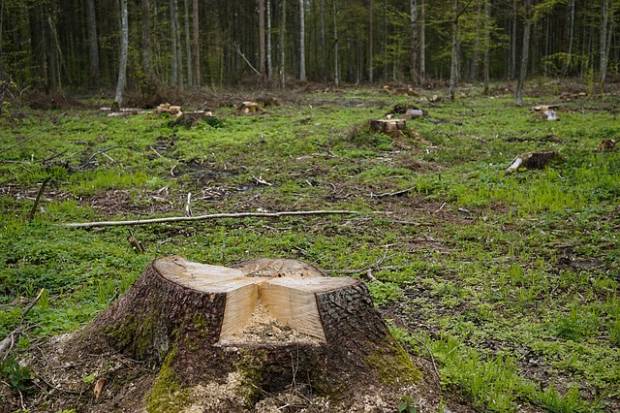 Петербуржцы опасаются массовых вырубок деревьев под видом благоустройства