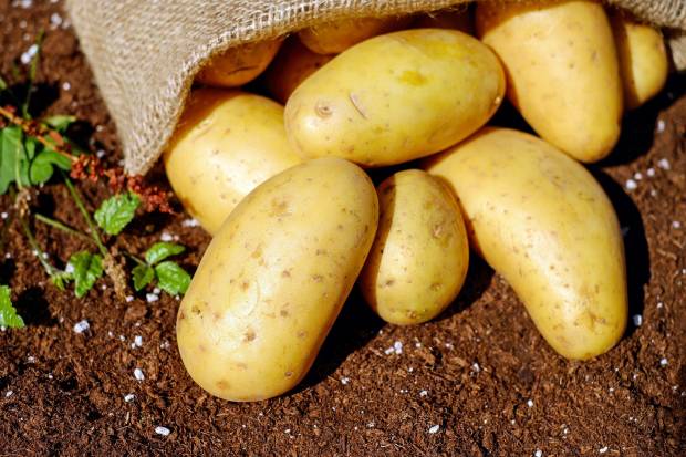 Картофель в Белгородской области плохо растёт из-за малого количества осадков