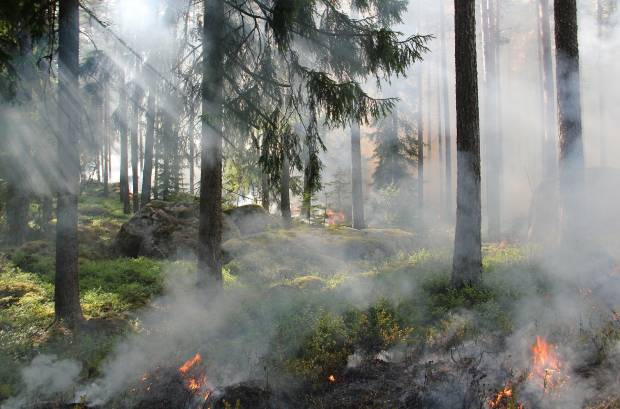 В Липецкой области с 11 апреля объявили пожароопасный период