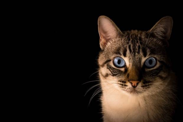 «Бегловщина позорище» — петербуржцы в соцсетях требуют прекратить истребление кошек