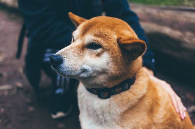 В Ярославской области открывают площадки для выгула собак