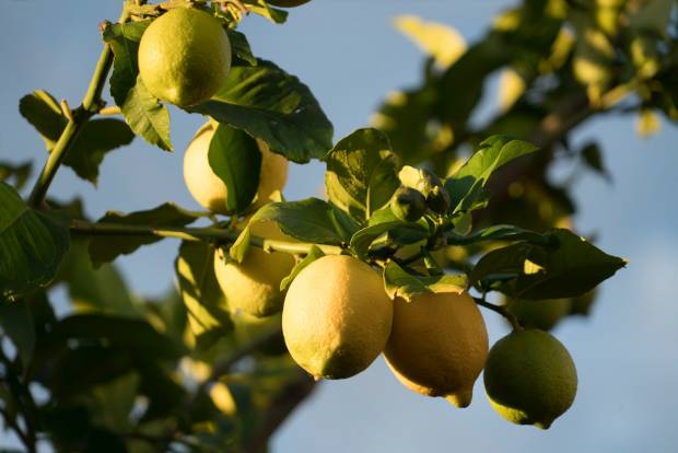 В колонии под Ульяновском выращивают лимонные деревья