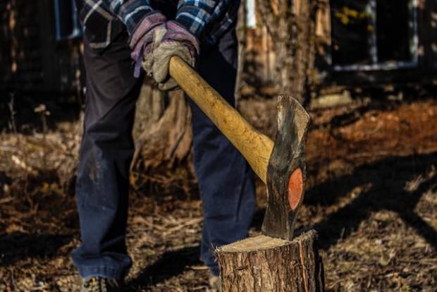 Житель Медвежьегорска незаконно спилил 16 деревьев