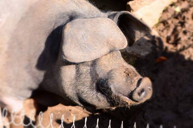 Во Владимирской области восстанавливается свиноводство