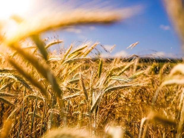 Во Владимирской области началась уборка зерновых
