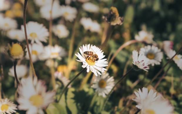 Волгоградский фермер объяснил причину массовой гибели пчёл в России