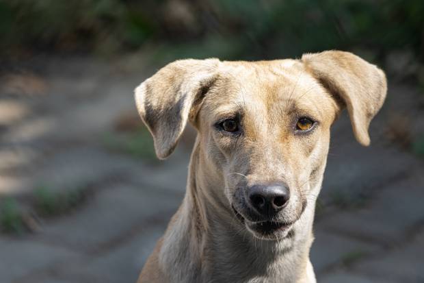Волгоградский предприниматель предложил уничтожить уличных собак после нападения на трёхлетнего мальчика