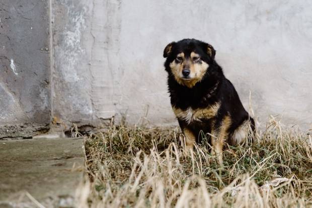 В Кемерове власти выделили полуразрушенное здание под приют для бездомных животных