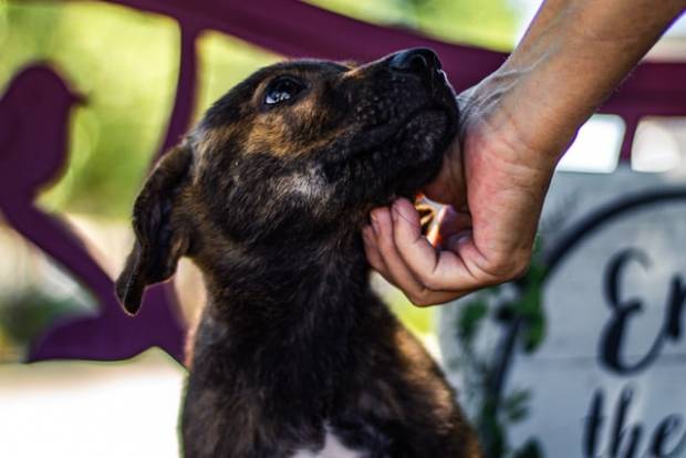 Садистки задушившего собаку жителя Орла приговорили к исправительным работам
