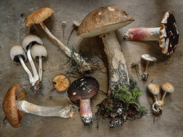 Синоптик объяснил дефицит грибов в лесах Ленобласти