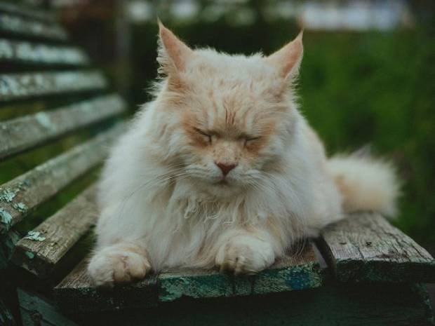 В Саранске на Светотехстрое спасали кошку