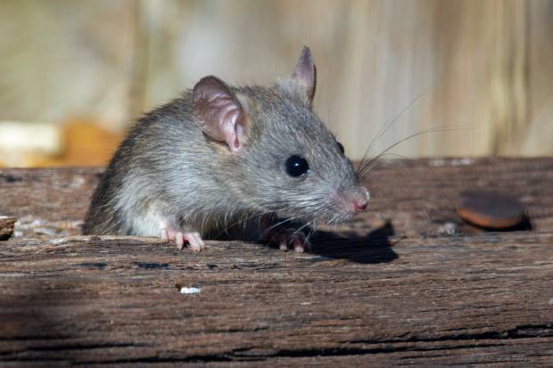 Власти Петербурга не торопятся решать проблему роста популяции крыс