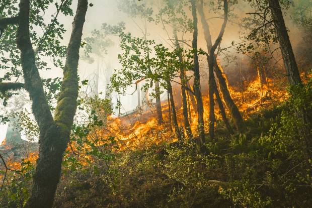 Из-за лесных пожаров во Владимирской области возбуждено пять уголовных дел