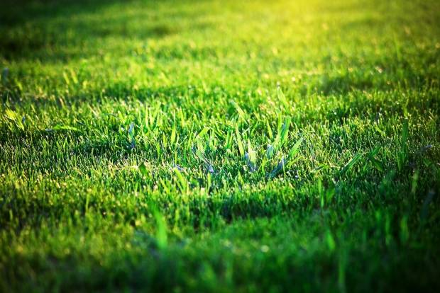 «Всем наплевать»: петербуржцы не могут добиться уборки скошенной травы на Парнасе