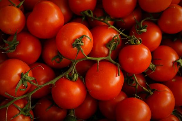 Около 1150 тонн томатов соберут в Белгородской области