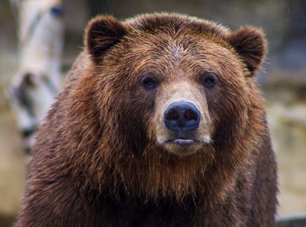 Инспекторы охотнадзора встретили бурого медведя в Базарносызганском районе