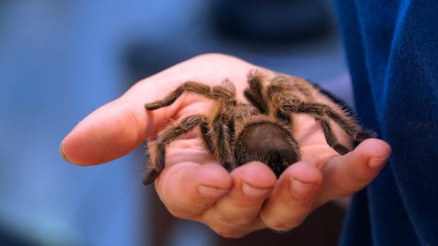 Жители Воронежской области обнаружили на улице огромного тарантула