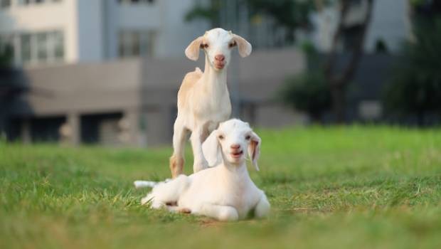 В селе Чувашии стая собак загрызла 20 коз за месяц