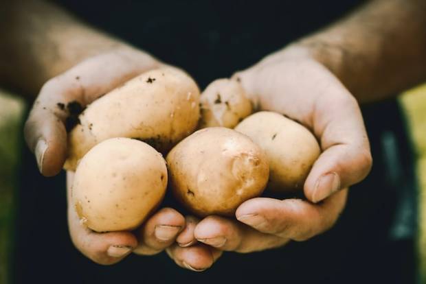 В Мичуринском районе трое злоумышленников унесли урожай картофеля с чужого поля