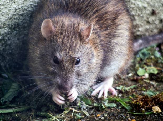 Крысы скребутся: петербуржцы обеспокоены нашествием грызунов при бездействии Смольного