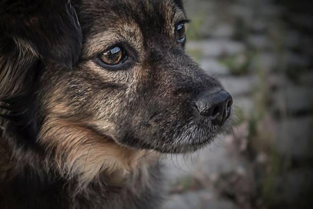В Ярославле прохожие спасли истекающего кровью пса