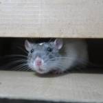 Вонь, грязь, крысы: в Смольном продолжают игнорировать проблему грызунов во дворах Петербурга