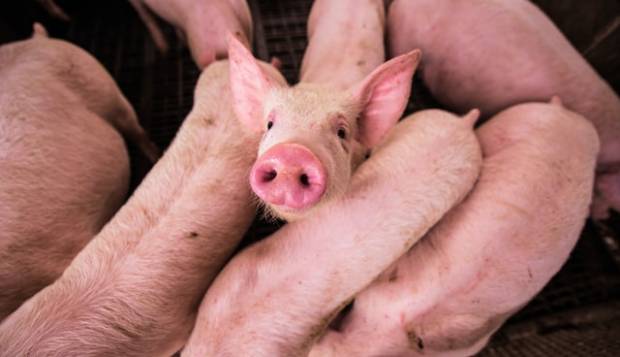 В Вологодской области скотоводам предлагают перепрофилировать свинофермы из-за чумы