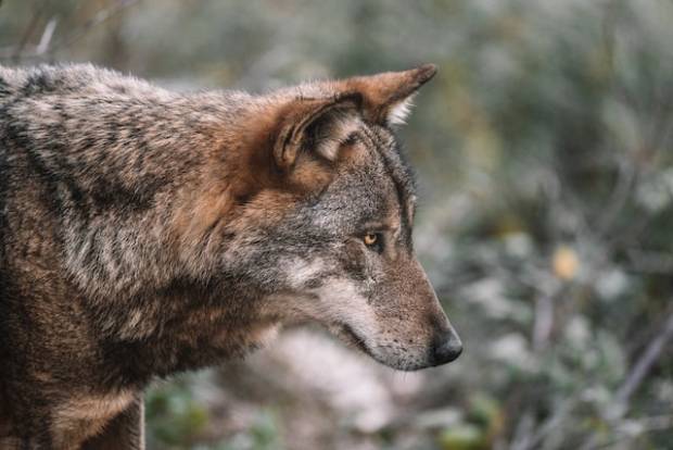 В Великоустюгском районе волк попытался утащить собаку на привязи