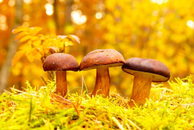 Любители «тихой охоты» рассказали о богатом урожае грибов в Ленобласти