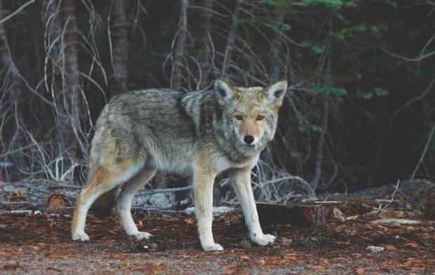 В Сакском районе участились нападения волком на домашний скот