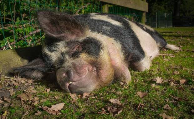 В Великобритании сбежавшие с фермы свиньи затерроризировали жителей города