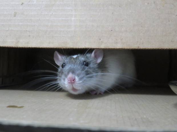 В Великобритании домашняя крыса спасла хозяйку от пожара