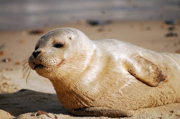 На берегу Каспийского моря в Азербайджане обнаружили 17 туш тюленей