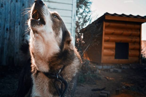 Неизвестные отравили собак на территории дач в Краснодаре