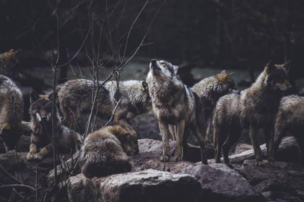 В Торжокском районе вокруг деревень бродит стая волков