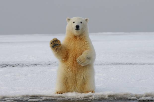 На Аляске белый медведь убил человека в первый раз за последние 33 года