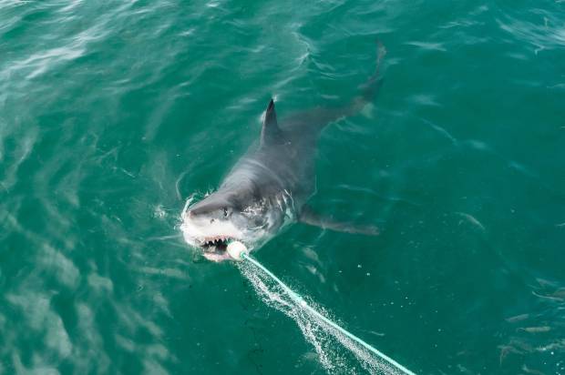 В  США 12-летний ребёнок поймал трёхметровую белую акулу на удочку