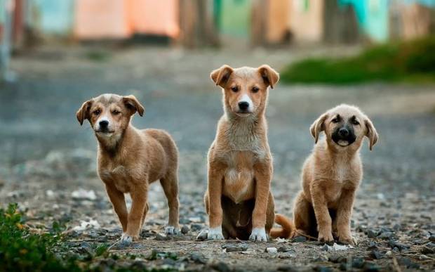 Разрешения на кормление бездомных собак добиваются в Волгограде через петицию
