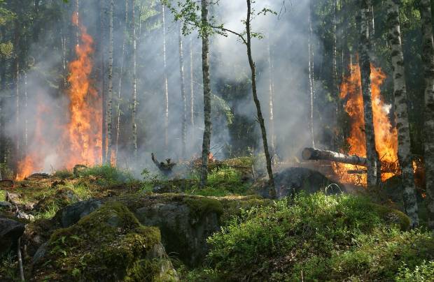 На охрану лесов Иркутской области от пожаров выделят 2 млрд рублей