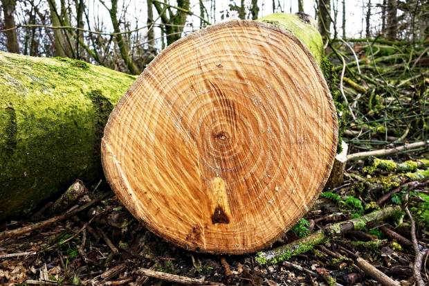 Омские власти разрешили снести 209 деревьев на Московке изза бассейна