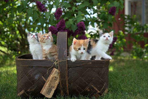 Выставку кошек в Сыктывкаре провело предприятие, не имеющее лицензии
