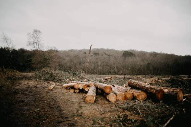 В районе школы в Светлогорске официально вырубят 157 деревьев