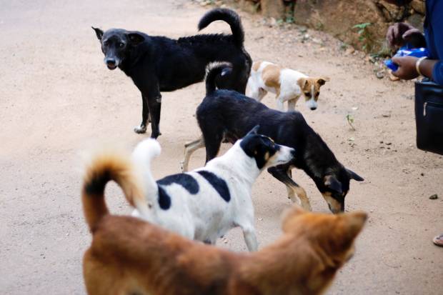 Собакам в Волгоградской области запретили находиться в местах скопления людей и на теплотрассах