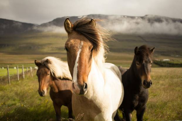 За свободный выпас штрафы заплатят владельцы 8 лошадей в Якутске