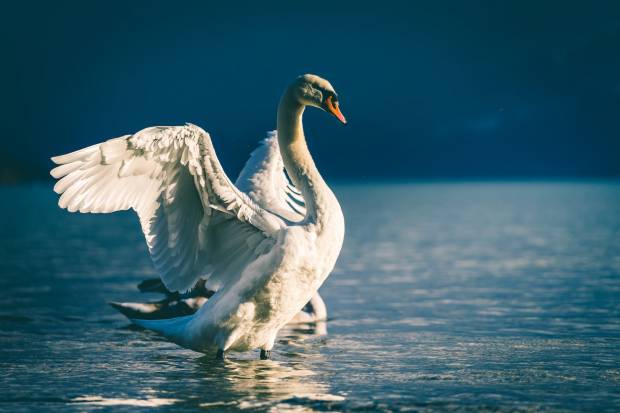 В Смоленске лебедь попал в опасную ловушку на озере ТЭЦ2
