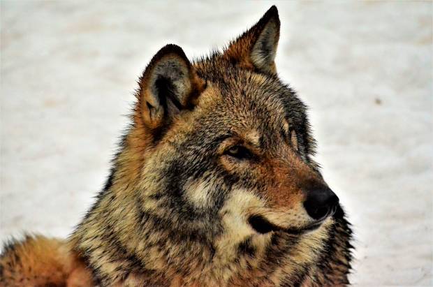 С начала года в Смоленской области отстрелили 77 волков