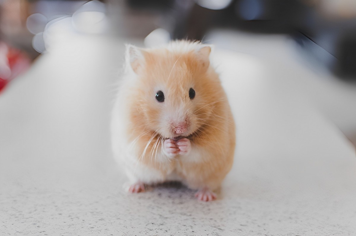 Биологи из Европы и США воссоздание синдрома Дауна у мышей