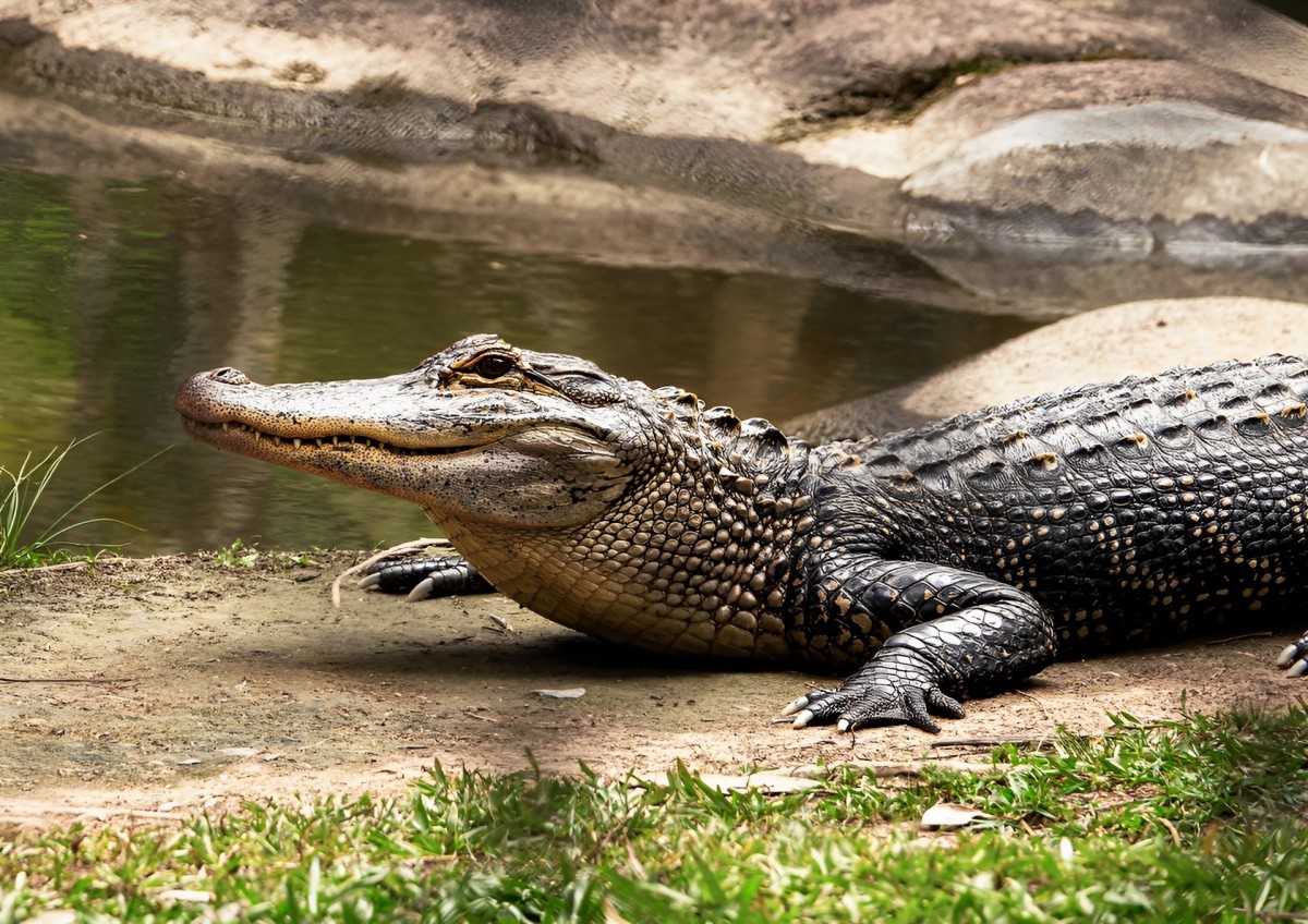 Учёные из СПбГУ перевёрнуто представление об эволюции крокодилов