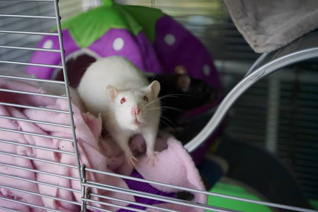 Японские учёные: мыши с двумя биологическими отцами